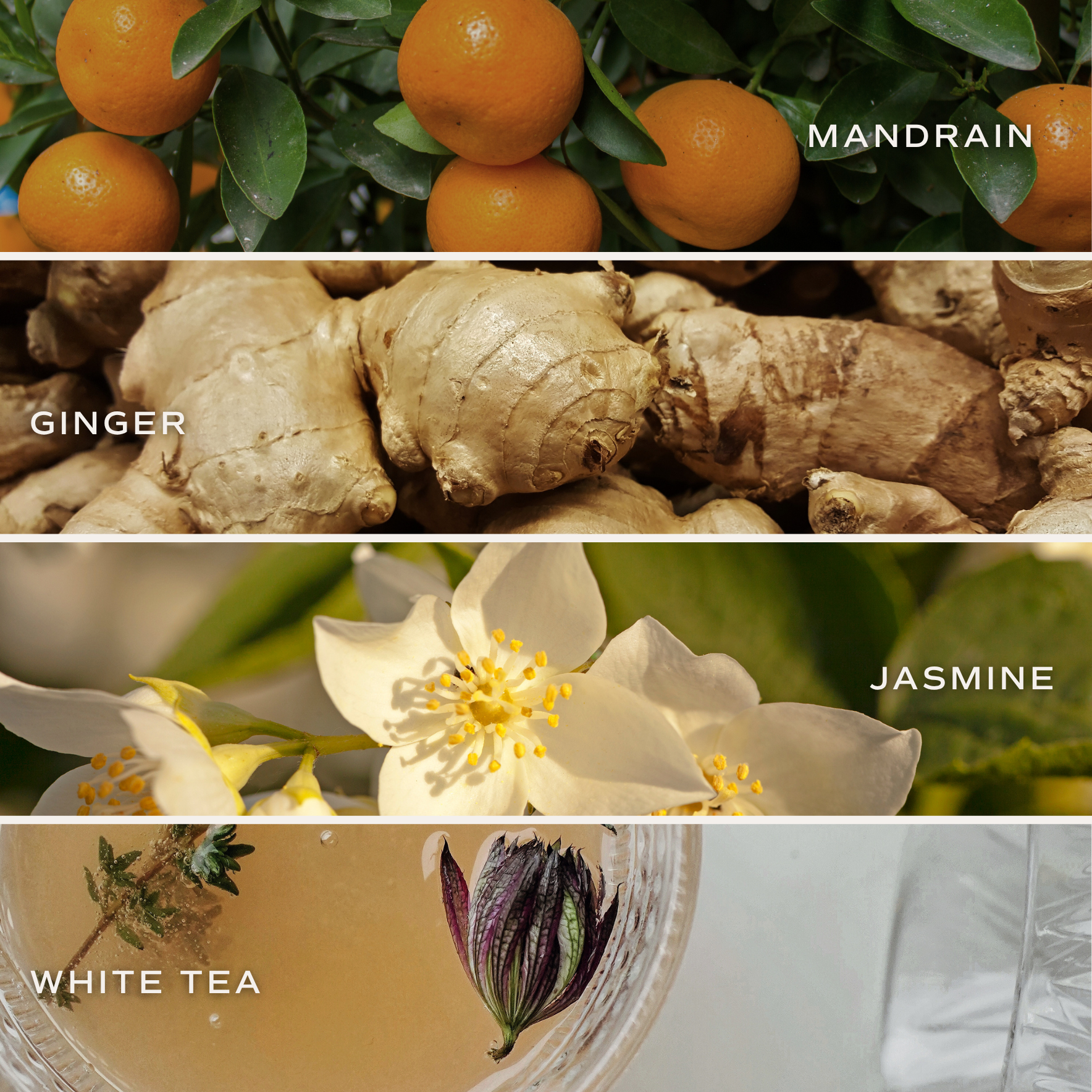 Collage of mandarin oranges, ginger roots, jasmine flowers, and white tea with labels.